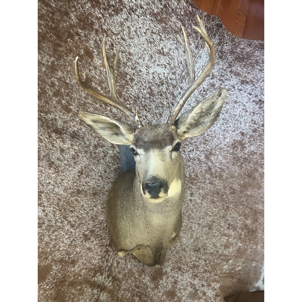 Montana Mule Deer Taxidermy Shoulder Mount For Sale